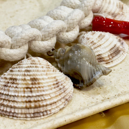 Seashell Set